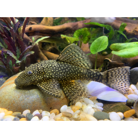 Zbrojnik - Glonojad - Ancistrus sp.